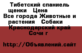 Тибетский спаниель щенки › Цена ­ 60 000 - Все города Животные и растения » Собаки   . Краснодарский край,Сочи г.